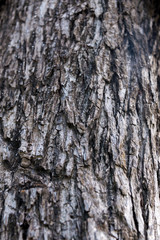 The texture of tree bark close-up.