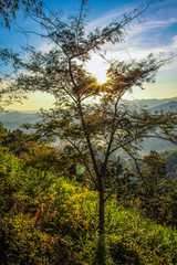 Obraz premium Golden Sun Through Forest