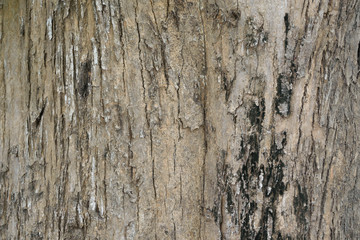 Wood texture