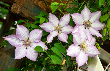 clematis flowers. decorative