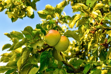 Äpfel