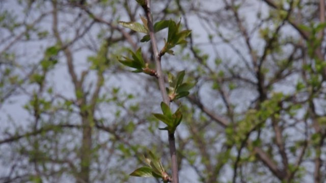 Branch of young trees with propagule. 