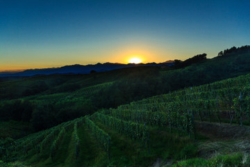Vigne di nebbiolo a Gattinara Piemonte



