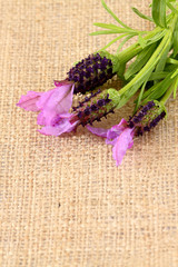 Lavender hessian,
Lavender flower on a hessian background.