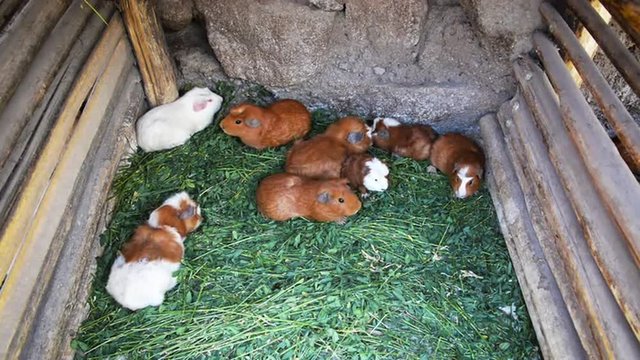 Guinea pigs in a pen to be cooked later in Colca Canyon near Arequipa, Peru