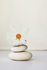 Fototapeta na wymiar white pebbles cosmos flower stones on white background tranquil beautiful spa setting soft focus vertical 
