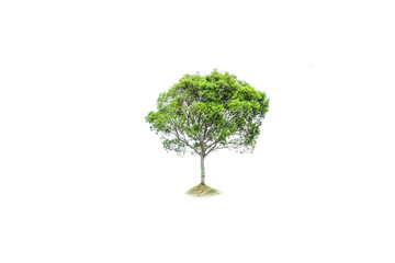 Plakat tree isolated and tree
