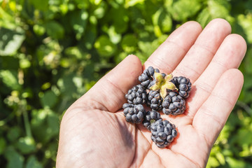 Mature blackberry fruits