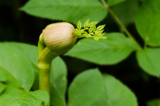 Knospe Riesen-B&auml;renklau