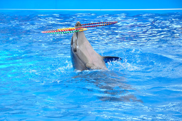 bottlenose dolphin in blue pool water