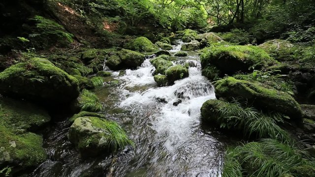 渓流と新緑（東京奥多摩の海澤の三滝）　フィックス
