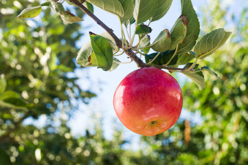Red apple © Dusan Kostic