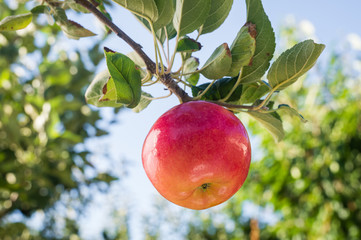 Red apple