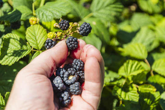 Picking Blackberries Ripe Fruit