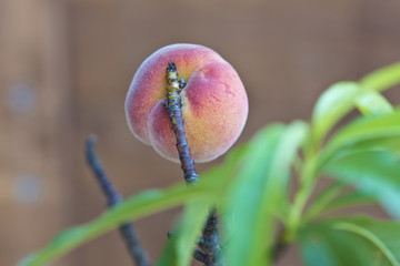 Pfirsich an einem Baum