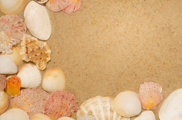 shells composition