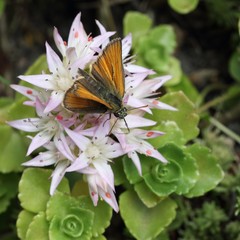 The butterfly Essex skipper (European skipper) (Thymelicus lineola) on the flower.
