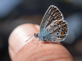 small butterfly