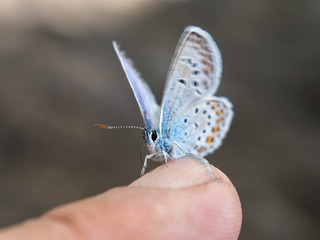 butterfly sits on a finger