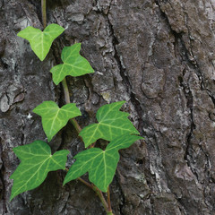 Climbing common Baltic ivy stem, hedera helix L. var. baltica, young evergreen creeper leaves,...