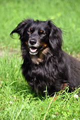 black terrier dog smile