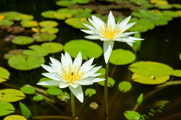 Yellow Lotus flower and Lotus flower plants