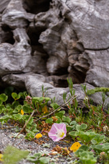 driftwood and blooms