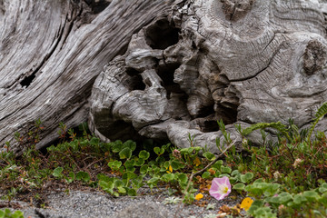 driftwood and blooms