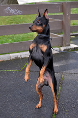 Miniature Pinscher dog standing on its hind legs in a funny position