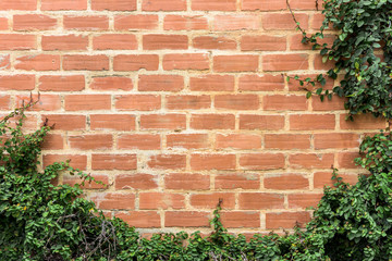 wall background with foliage