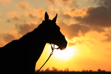 Pferd vor Sonnenuntergang