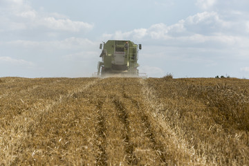 grain harvester combine work in field