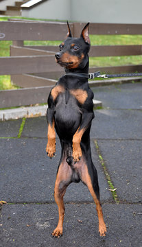 Miniature Pinscher dog standing on its hind legs in a funny position