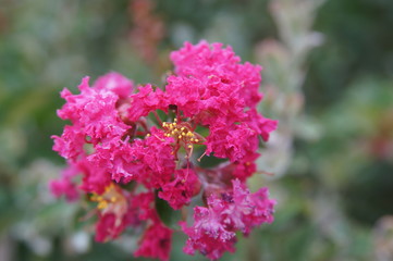 fleurs du lilas des indes