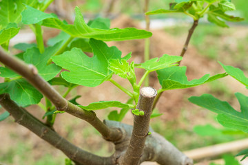 Green fig fruits on branches with green leafs