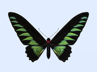 Rajah Brooke's Birdwing - Trogonoptera Brookiana. Birdwing Butterfly. Isolated on Background © solodkov