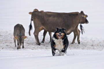 Shepherd dog with cows