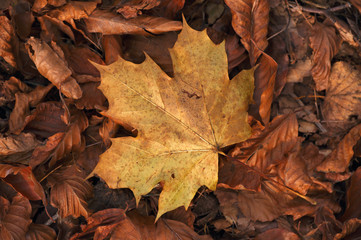 Maple leaf