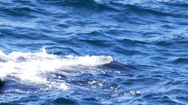 m&auml;nnlicher Pottwal in Norwegen