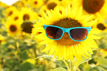 Sunflower with sunglasses in the field