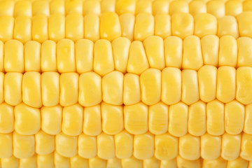 Corn background, close up