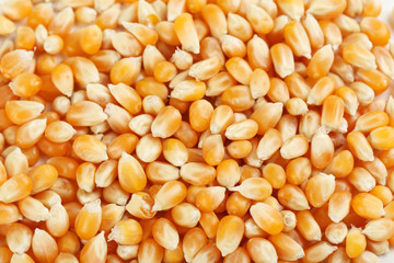 Dried corn grains background, close up