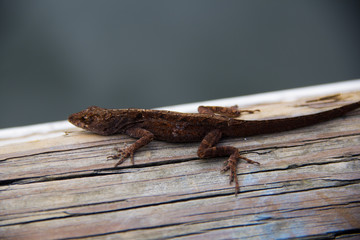 lizard lizard