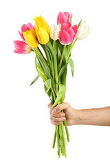 Male hand holding beautiful tulips on white background