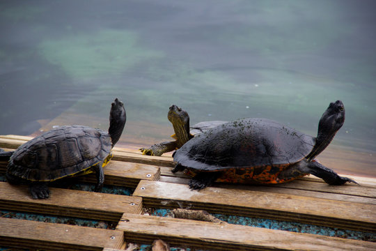turtles taking a sun bath