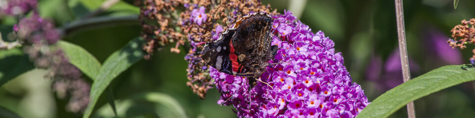 Schmetterling sitzt auf Schmetterlingsbaum, Admiral