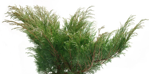 Juniperus sabina  Arcadia - obrazy, fototapety, plakaty