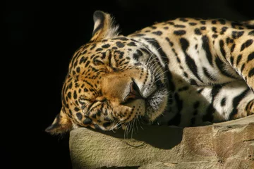 Abwaschbare Fototapete Panther Amur-Leopard schläft.