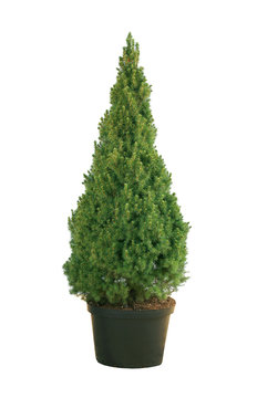 Picea glauca Conica in a pot