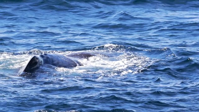 m&auml;nnlicher Pottwal in Norwegen